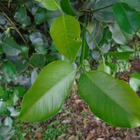 Garcinia spicata (Wight & Arn.) Hook.f.